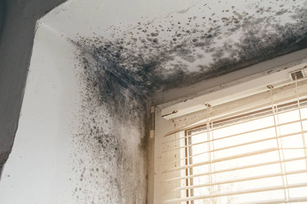 Affordable Black Mold Remediation solutions in Warren, OR